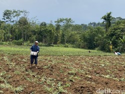 Keluh Kesah Petani Ubi Kala Permintaan Ekspor Tinggi Tapi Pupuk Mahal