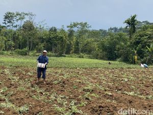 Keluh Kesah Petani Ubi Kala Permintaan Ekspor Tinggi Tapi Pupuk Mahal Keluh Kesah Petani Ubi Kala Permintaan Ekspor Tinggi Tapi Pupuk Mahal