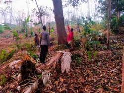 Tersambar Petir Saat Panjat Pohon Durian di Pekalongan, 2 Orang Tewas