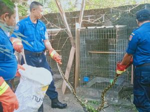 Teror Ular Piton Bikin Resah Warga, Masuk Rumah-Mangsa Ternak
