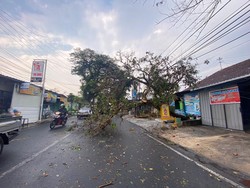 Pohon Kiacret 4 Meter Tumbang Saat Kota Malang Diguyur Hujan