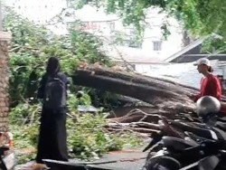 Hujan Deras di Sukoharjo, Parkiran di Kampus UMS Ambruk Tertimpa Pohon