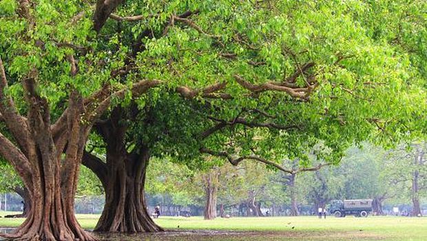Pohon yang sanggup menghancurkan fondasi rumah