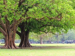 Jangan Asal Tanam, Ini 7 Pohon yang Bisa Merusak Fondasi Rumah