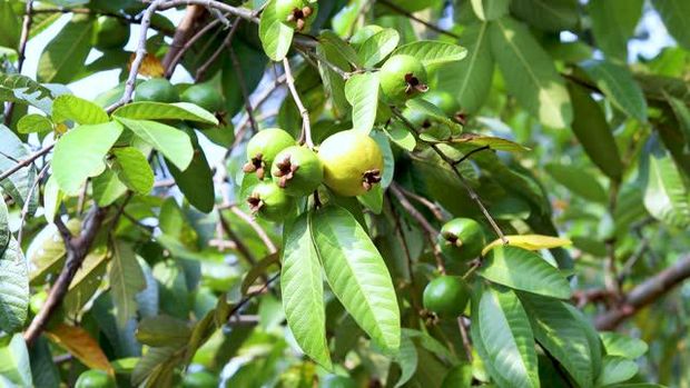 jambu