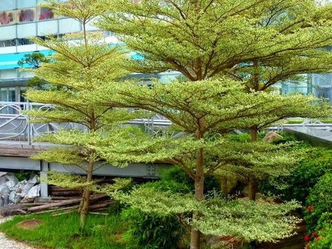 Pohon yang sanggup menghancurkan fondasi rumah pohon berbahaya