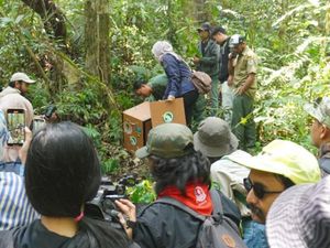 Romi dan Noni, Owa Jawa yang Kini Kembali ke Alam Bebas