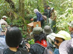 Romi dan Noni, Owa Jawa yang Kini Kembali ke Alam Bebas