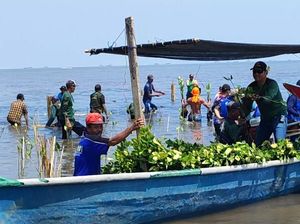 Ratusan Orang Tanam 10.000 Mangrove Peringati Hari Santri
