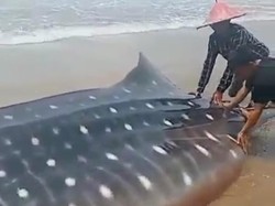 Hiu Tutul Terdampar dalam Kondisi Mati di Pantai Selatan Pandeglang