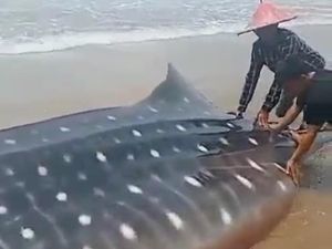 Hiu Tutul Terdampar dalam Kondisi Mati di Pantai Selatan Pandeglang Hiu Tutul Terdampar dalam Kondisi Mati di Pantai Selatan Pandeglang