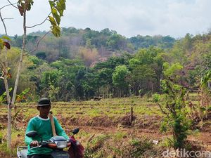 Curhat Petani Ngawen Gunungkidul 5 Tahun Tak Panen gegara Serangan Monyet Curhat Petani Ngawen Gunungkidul 5 Tahun Tak Panen gegara Serangan Monyet