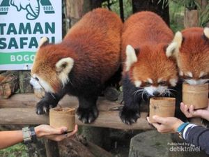 Harga Tiket Masuk Taman Safari Indonesia, Cocok untuk Liburan Nataru! Harga Tiket Masuk Taman Safari Indonesia, Cocok untuk Liburan Nataru!