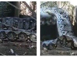 Heboh Piton Raksasa Pemangsa Sapi Ditangkap hingga Diikat di Kandang Ternak