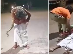 Viral Video Pria Mabuk Nyaris Tewas Dicekik Ular Piton Saat Selfie Viral Video Pria Mabuk Nyaris Tewas Dicekik Ular Piton Saat Selfie