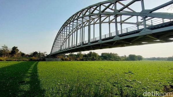Bengawan Solo di Bojonegoro Menghijau Penuh Eceng Gondok