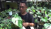 Warga Lumajang Cuan Belasan Juta Berkat Budidaya Tanaman Hias