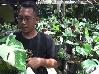 Warga Lumajang Cuan Belasan Juta Berkat Budidaya Tanaman Hias