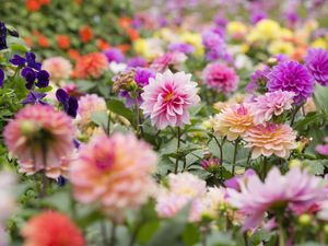 6 Jenis Bunga Dahlia, Tanaman Cantik Tahan Panas dan Tidak Harum