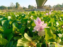 6 Manfaat Eceng Gondok, Bisa Jadi Cuan Loh!