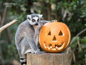 Sambut Halloween, Binatang di London Zoo Pesta Labu Jack O Lantern Sambut Halloween, Binatang di London Zoo Pesta Labu Jack O Lantern