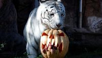 Jelang Halloween, Kebun Binatang Ini Beri Makan Harimau dengan Wadah Labu