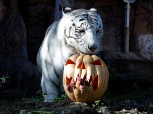 Jelang Halloween, Kebun Binatang Ini Beri Makan Harimau dengan Wadah Labu Jelang Halloween, Kebun Binatang Ini Beri Makan Harimau dengan Wadah Labu
