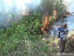 Hutan Pinus 21 Hektare di Kaki Gunung Semeru Terbakar