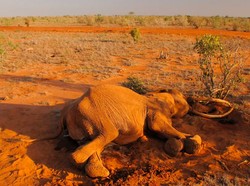 Terungkap! Ini Biang Kerok Penyebab Kematian Massal Gajah Afrika