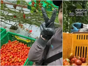 Kerja Petik Tomat di Selandia Baru, Wanita Ini Diupah Rp 37,6 Juta Sebulan