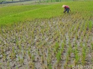 Hama Penggerek Batang Gerogoti Tanaman Padi di Klaten Hama Penggerek Batang Gerogoti Tanaman Padi di Klaten