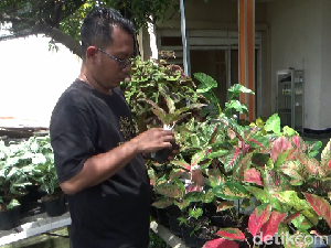 Dari Hobi Tanaman Hias Aglonema Jadi Cuan Jutaan Rupiah Dari Hobi Tanaman Hias Aglonema Jadi Cuan Jutaan Rupiah
