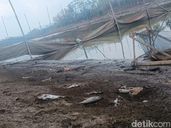 Petani Keramba Malang Sambat Debit Air Turun-Banyak Ikan Mati Imbas Kemarau