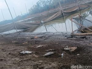 Petani Keramba Malang Sambat Debit Air Turun-Banyak Ikan Mati Imbas Kemarau Petani Keramba Malang Sambat Debit Air Turun-Banyak Ikan Mati Imbas Kemarau