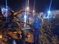 Pohon Tumbang Akibat Hujan Deras-Angin Kencang di Bogor, Lalin Sempat Macet