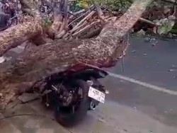 Pohon Tumbang Timpa Truk dan Motor di Kota Malang