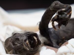 Ilmuwan Menguak Misteri Putri Duyung Jenglot