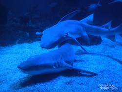 Horor, Bocah Diserang Hiu Saat Main di Shark Tank