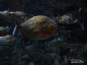 Tempat Ini Ideal untuk Healing dan Aquarium Date Tempat Ini Ideal untuk Healing dan Aquarium Date