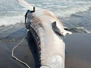 Bangkai Hiu Tutul di Pantai Trisik Kulon Progo Akhirnya Dikubur