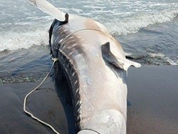 Bangkai Hiu Tutul di Pantai Trisik Kulon Progo Akhirnya Dikubur