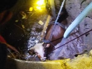 Sapi Metal Nyemplung ke Sumur 8 Meter di Prambanan Klaten