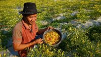 Harga Cabai di Gorontalo Naik Rp 50 Ribu per Kg Imbas Kemarau