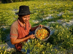 Mentan Minta Masyarakat Tanam Cabai di Rumah Imbas Harga Melonjak