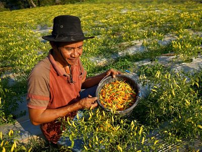 Harga Cabai di Gorontalo Naik Rp 50 Ribu per Kg Imbas Kemarau