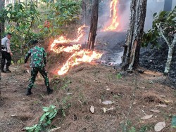 Hutan Trenggalek Kembali Terbakar, Total Ada 37 Kejadian