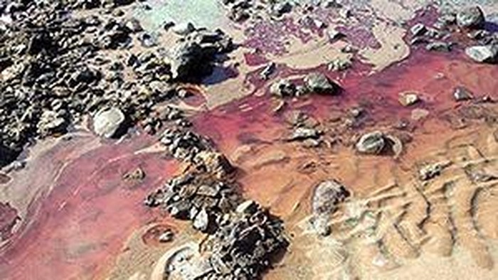 Ilustrasi alga di pantai Queensland. Ilustrasi alga di pantai Queensland.