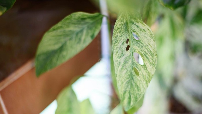 daun tumbuhan menguning