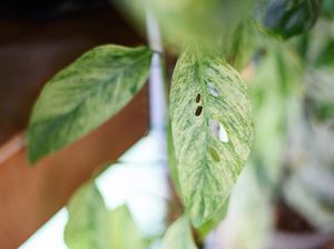 Daun Tanaman Menguning? Ini 8 Penyebab dan Cara Mencegahnya