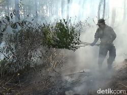 Kebakaran Hutan Pinus 2,5 Hektare di Kaki Gunung Semeru Lumajang Padam